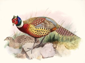 Phasianus torquatus Oil painting by Joseph Smit