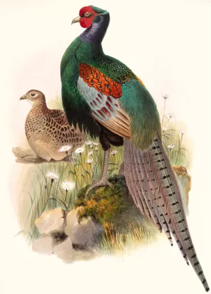 Phasianus versicolor by Joseph Smit Oil Painting