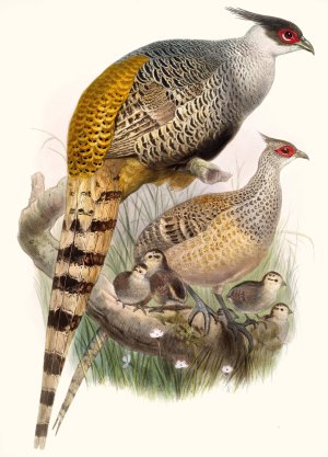 Phasianus Wallichii by Joseph Smit Oil Painting