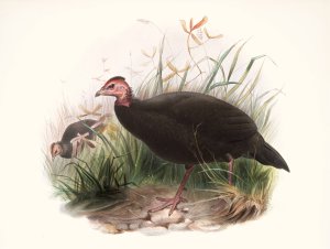Phasidus Niger by Joseph Smit Oil Painting