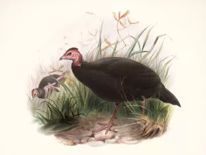Phasidus Niger Oil painting by Joseph Smit
