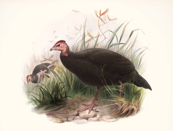 Phasidus Niger  by Joseph Smit - Hand-Painted Oil Painting Reproduction