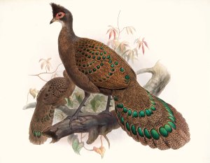 Polyplectron bicalcaratum by Joseph Smit Oil Painting