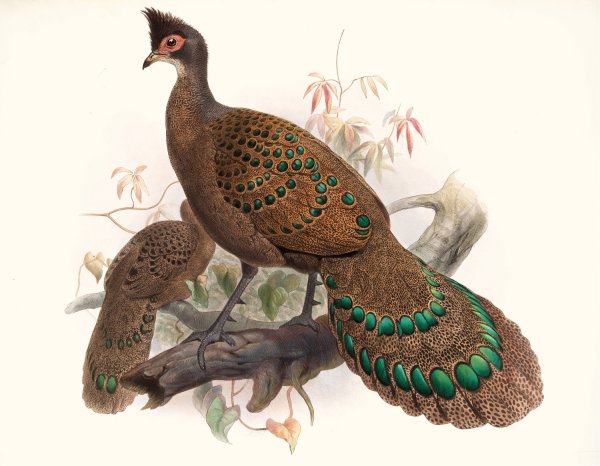 Polyplectron bicalcaratum by Joseph Smit - Hand-Painted Oil Painting Reproduction