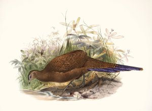 Polyplectron chalcurum by Joseph Smit Oil Painting
