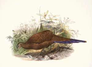 Polyplectron chalcurum by Joseph Smit Oil Painting