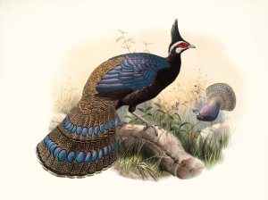 Polyplectron emphanum by Joseph Smit Oil Painting