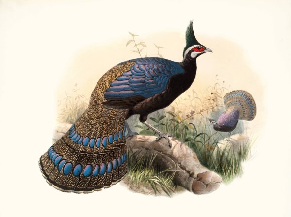 Polyplectron emphanum by Joseph Smit - Hand-Painted Oil Painting Reproduction