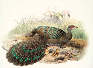 Polyplectron Germaini by Joseph Smit Oil Painting