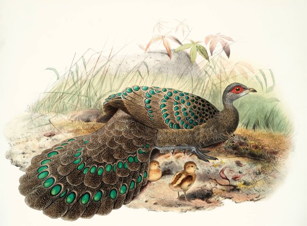 Polyplectron Germaini by Joseph Smit - Hand-Painted Oil Painting Reproduction