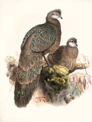 Polyplectron thibetanum by Joseph Smit Oil Painting