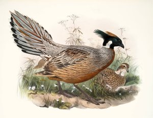 Purcasia Darwini by Joseph Smit Oil Painting