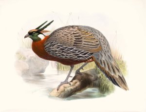 Purcasia Duvauceli by Joseph Smit Oil Painting