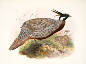 Purcasia macrolopha Oil painting by Joseph Smit