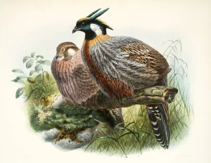 Purcasia xanthospila Oil painting by Joseph Smit