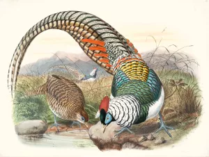 Thaumalea Amherstiae Oil painting by Joseph Smit