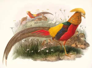 Thaumalea picta by Joseph Smit Oil Painting
