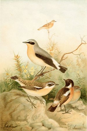 Wheatear, Stonechat and Whinchat by Joseph Smit Oil Painting