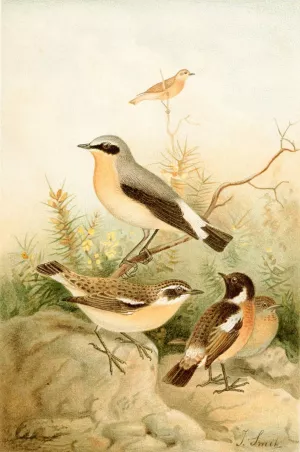 Wheatear, Stonechat and Whinchat by Joseph Smit Oil Painting
