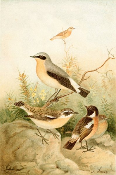 Wheatear, Stonechat and Whinchat  by Joseph Smit - Hand-Painted Oil Painting Reproduction