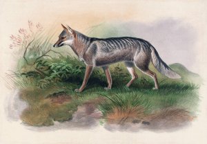 Azara's Fox by Joseph Wolf Oil Painting