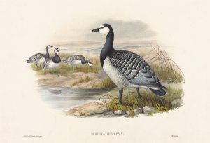 Barnacle Goose by Joseph Wolf Oil Painting