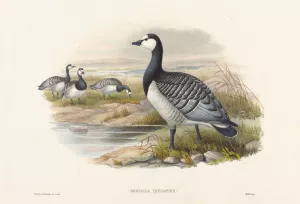 Barnacle Goose by Joseph Wolf Oil Painting