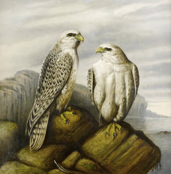 Main Product Photo of Gyr Falcons On A Rocky Ledge Painting by Joseph Wolf