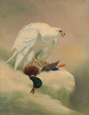 Gyrfalcon by Joseph Wolf Oil Painting