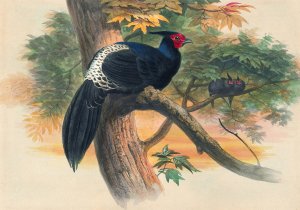 Horsfield's Kaleege by Joseph Wolf Oil Painting