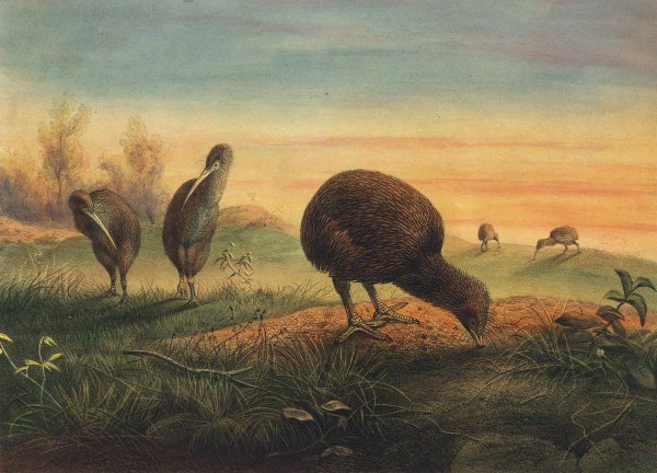 Mantell's Apteryx  by Joseph Wolf - Hand-Painted Oil Painting Reproduction