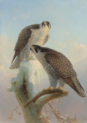 Norwegian gyrfalcon by Joseph Wolf Oil Painting