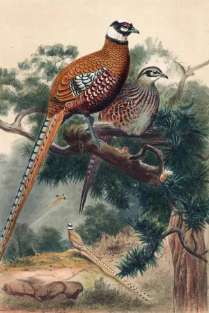 Reeves Pheasant by Joseph Wolf Oil Painting