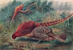 Soemmerring's Pheasant by Joseph Wolf Oil Painting
