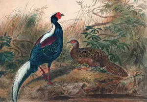 Swinhoe's Pheasant by Joseph Wolf Oil Painting