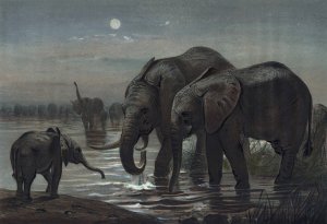 The African Elephant by Joseph Wolf Oil Painting