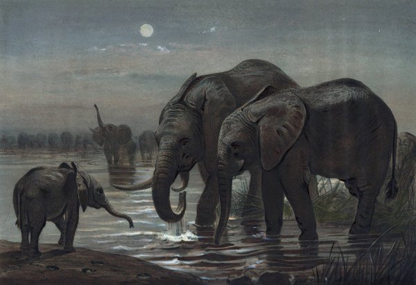 The African Elephant  by Joseph Wolf - Hand-Painted Oil Painting Reproduction