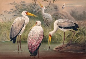 The African Wood Ibis by Joseph Wolf Oil Painting