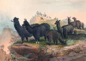 The Alpaca by Joseph Wolf Oil Painting