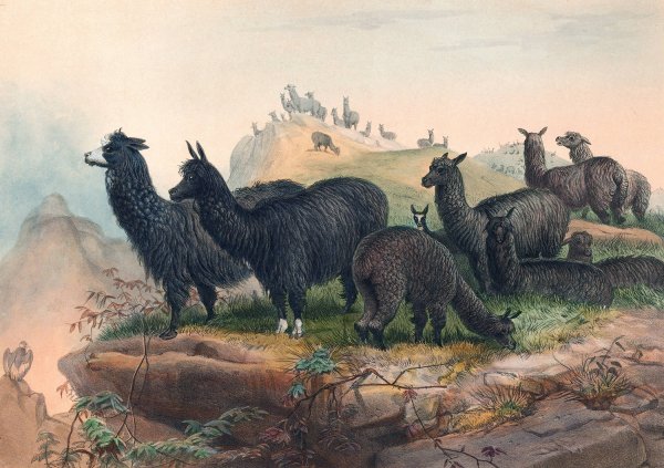 The Alpaca  by Joseph Wolf - Hand-Painted Oil Painting Reproduction
