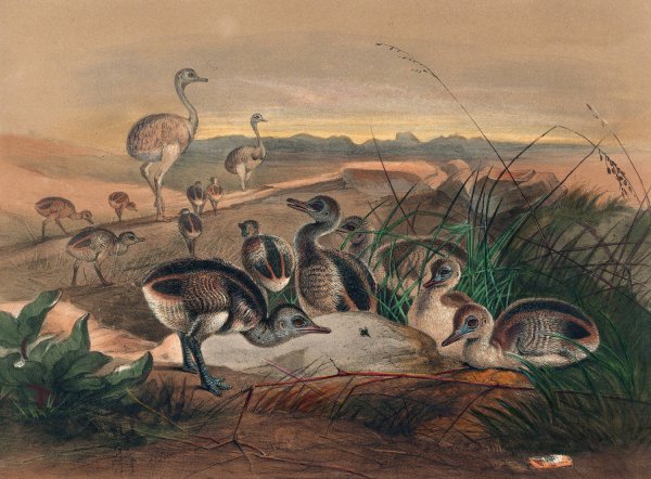 The American Rhea  by Joseph Wolf - Hand-Painted Oil Painting Reproduction