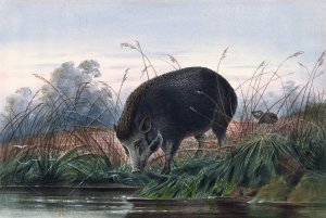 The Andaman Pig by Joseph Wolf Oil Painting