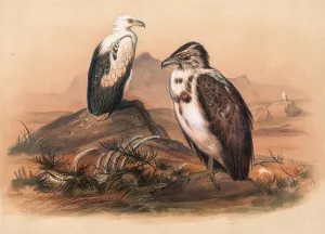 The Angolan Vulture by Joseph Wolf Oil Painting
