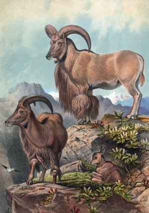 The Aoudad by Joseph Wolf Oil Painting