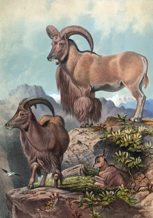 The Aoudad by Joseph Wolf Oil Painting