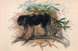 The Ashy-Black Ape by Joseph Wolf Oil Painting