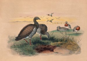 The Ashy-Headed Goose by Joseph Wolf Oil Painting