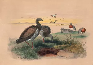 The Ashy-Headed Goose by Joseph Wolf Oil Painting