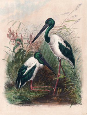 The Australian Mycteria by Joseph Wolf Oil Painting