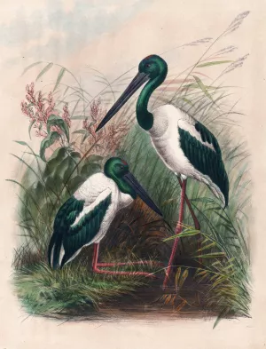 The Australian Mycteria by Joseph Wolf Oil Painting